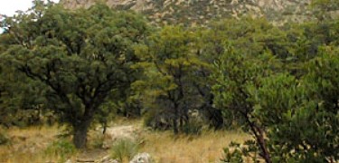 Oak trees along the Coronado Cave Trail